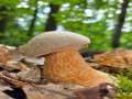 Schwarzer Steinpilz
